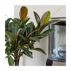 80-90cm Triple Stem Rubber Plant 'Melany' | Ficus elastica | 21cm Pot -House Plants Store PL92301P add image 1 1281