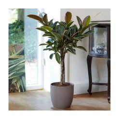 80-90cm Triple Stem Rubber Plant 'Melany' | Ficus elastica | 21cm Pot