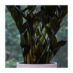 55-75cm Zamioculcas 'Raven' | Black Raven | 17cm Pot 6 55-75cm Zamioculcas 'Raven' | Black Raven | 17cm Pot -House Plants Store PL92303P add image 1 2e9f
