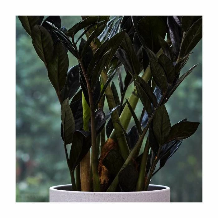 55-75cm Zamioculcas 'Raven' | Black Raven | 17cm Pot 3 55-75cm Zamioculcas 'Raven' | Black Raven | 17cm Pot - Image 3