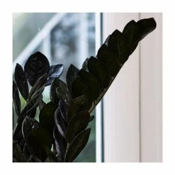 55-75cm Zamioculcas 'Raven' | Black Raven | 17cm Pot 7 55-75cm Zamioculcas 'Raven' | Black Raven | 17cm Pot -House Plants Store PL92303P add image 2 43af