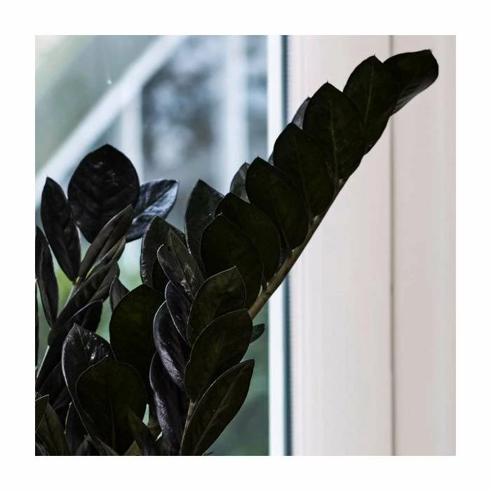 55-75cm Zamioculcas 'Raven' | Black Raven | 17cm Pot 4 55-75cm Zamioculcas 'Raven' | Black Raven | 17cm Pot - Image 4