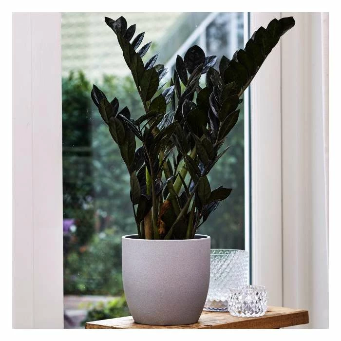 55-75cm Zamioculcas 'Raven' | Black Raven | 17cm Pot 1 55-75cm Zamioculcas 'Raven' | Black Raven | 17cm Pot
