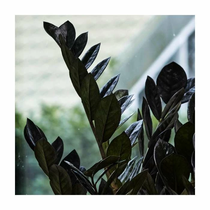 55-75cm Zamioculcas 'Raven' | Black Raven | 17cm Pot 2 55-75cm Zamioculcas 'Raven' | Black Raven | 17cm Pot - Image 2