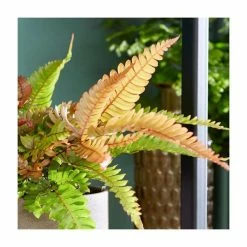 20-25cm Painted Brake Fern | Pteris Quadriaurita 'Tricolor' | 12cm Pot -House Plants Store PL92306P add image 1 7a17