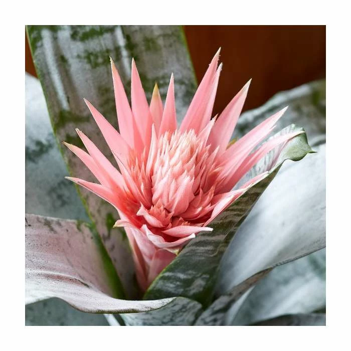 60-65cm Bromeliad | Aechmea Primera | 15cm Pot 2 60-65cm Bromeliad | Aechmea Primera | 15cm Pot - Image 2