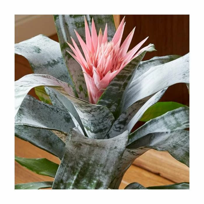 60-65cm Bromeliad | Aechmea Primera | 15cm Pot 3 60-65cm Bromeliad | Aechmea Primera | 15cm Pot - Image 3