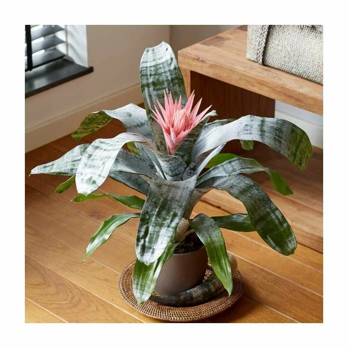 60-65cm Bromeliad | Aechmea Primera | 15cm Pot 1 60-65cm Bromeliad | Aechmea Primera | 15cm Pot