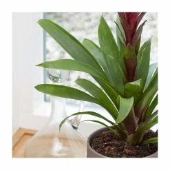 40-50cm Bromeliad | Guzmania Francesca | 13cm Pot -House Plants Store PL92309P add image 2 08aa