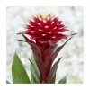 40-50cm Bromeliad | Guzmania Francesca | 13cm Pot