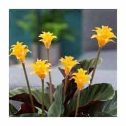 40-60cm Eternal Flame Plant | Calathea Crocata 'Candela' | 14cm Pot -House Plants Store PL92314P add image 1 287a