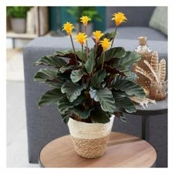 40-60cm Eternal Flame Plant | Calathea Crocata 'Candela' | 14cm Pot