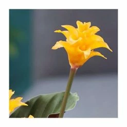 House Plants Store -House Plants Store PL92314P rollover image 0fa7