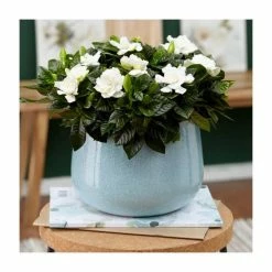 25-35cm Gardenia | Rubiaceae | 17cm Pot