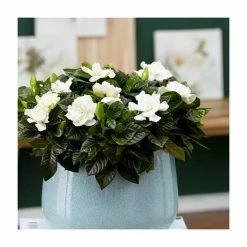 House Plants Store -House Plants Store PL92315PP rollover image c5a6