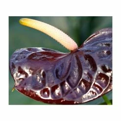 25-35cm 'Black Love' Anthurium | 12cm Pot 6 25-35cm 'Black Love' Anthurium | 12cm Pot -House Plants Store PL92316P add image 1 50fd
