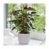 25-35cm 'Black Love' Anthurium | 12cm Pot