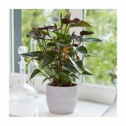 25-35cm 'Black Love' Anthurium | 12cm Pot