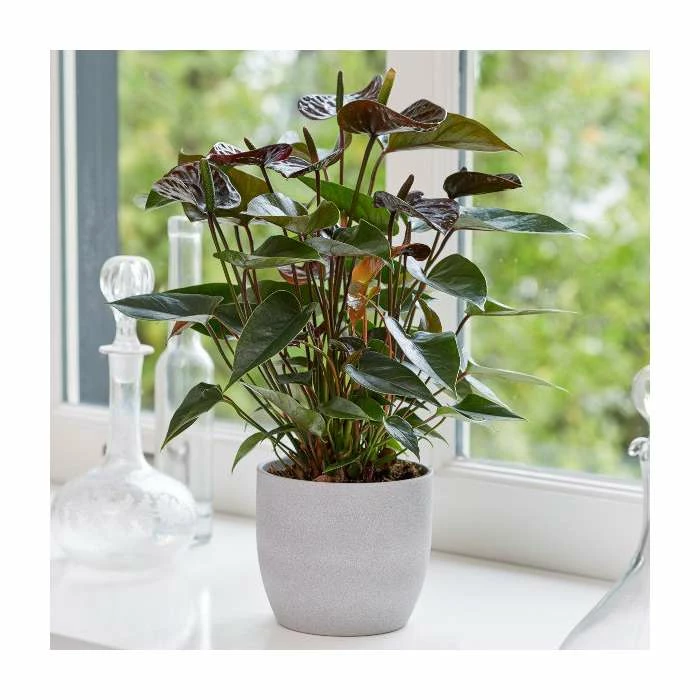 25-35cm 'Black Love' Anthurium | 12cm Pot 1 25-35cm 'Black Love' Anthurium | 12cm Pot