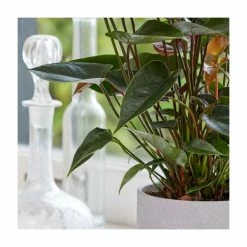 House Plants Store -House Plants Store PL92316P rollover image 1d91