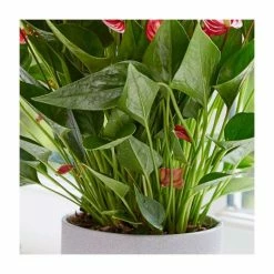 30-35cm 'Million Flowers' Anthurium | 12cm Pot -House Plants Store PL92317P add image 1 5e76