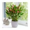 30-35cm 'Million Flowers' Anthurium | 12cm Pot