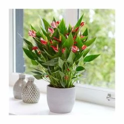 30-35cm 'Million Flowers' Anthurium | 12cm Pot