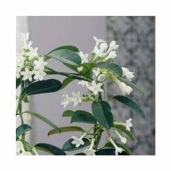 40-45cm Stephanotis Floribunda | Bow Plant | 12cm Pot -House Plants Store PL92318P add image 1 0064