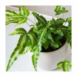 House Plants Store -House Plants Store PL92320PP rollover image b104