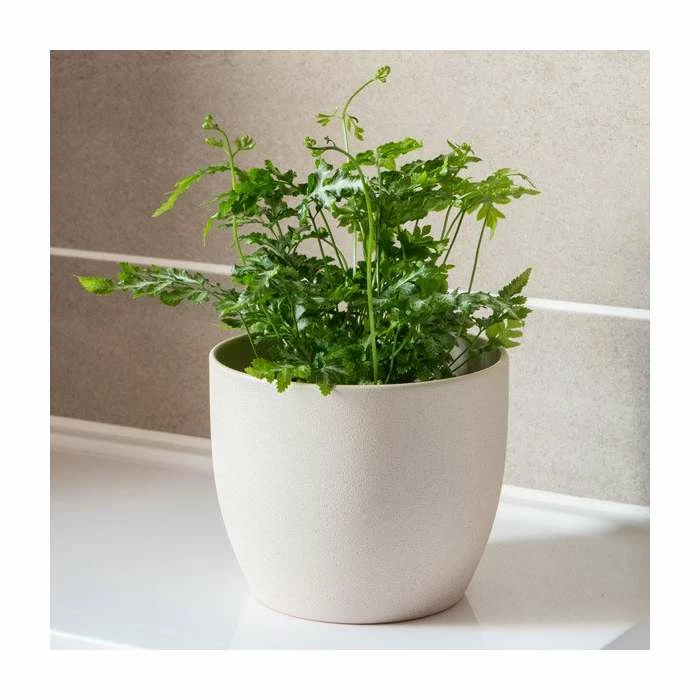 25-30cm Silver Lace Fern | Pteris Ensiformis 'Evergemiensis' | 9cm Pot 1 25-30cm Silver Lace Fern | Pteris Ensiformis 'Evergemiensis' | 9cm Pot