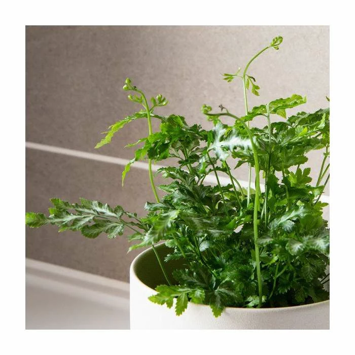 25-30cm Silver Lace Fern | Pteris Ensiformis 'Evergemiensis' | 9cm Pot 2 25-30cm Silver Lace Fern | Pteris Ensiformis 'Evergemiensis' | 9cm Pot - Image 2