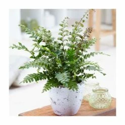 10-15cm Maidenhair Fern | Didymochlaena Truncatula | 9cm Pot