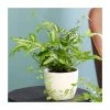 15-20cm Ribbon Fern | Pteris Cretica 'Mayi' | 9cm Pot