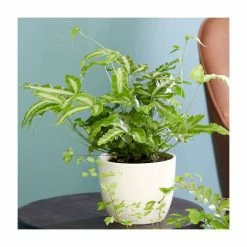 15-20cm Ribbon Fern | Pteris Cretica 'Mayi' | 9cm Pot