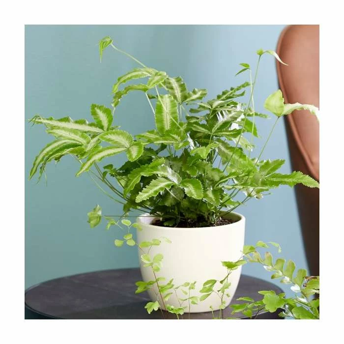 15-20cm Ribbon Fern | Pteris Cretica 'Mayi' | 9cm Pot 1 15-20cm Ribbon Fern | Pteris Cretica 'Mayi' | 9cm Pot