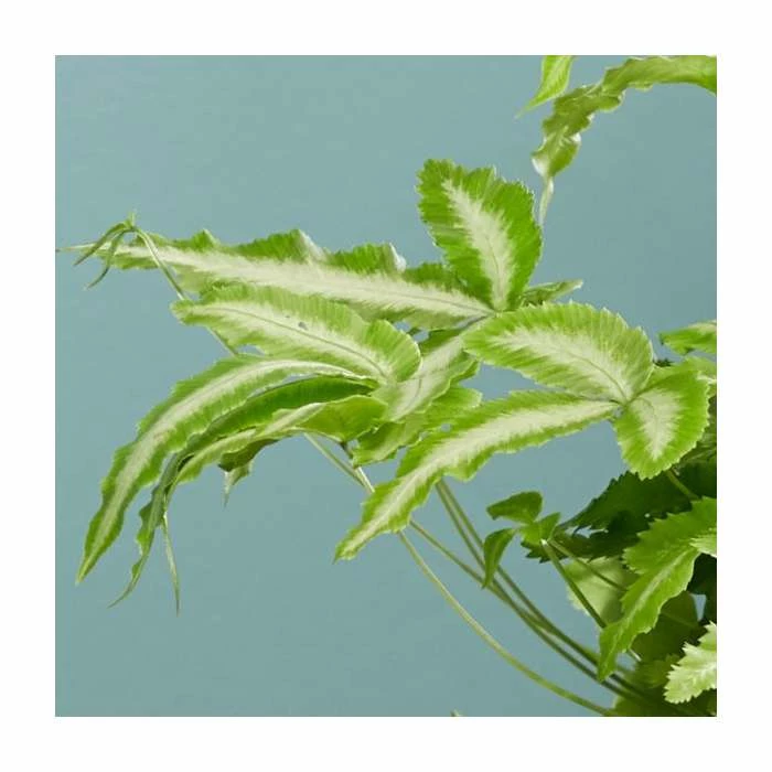 15-20cm Ribbon Fern | Pteris Cretica 'Mayi' | 9cm Pot 2 15-20cm Ribbon Fern | Pteris Cretica 'Mayi' | 9cm Pot - Image 2