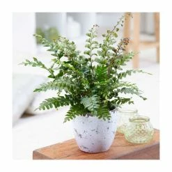 Fern Starter Collection By Plant Theory | 3x 9cm Pots -House Plants Store PL92325PP add image 1 308f