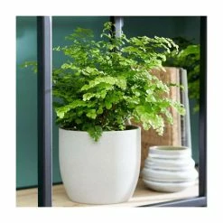 Fern Starter Collection By Plant Theory | 3x 9cm Pots -House Plants Store PL92325PP add image 3 d390