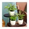 Fern Starter Collection By Plant Theory | 3x 9cm Pots