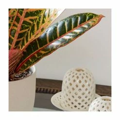 Croton | Codiaeum 'Petra' -House Plants Store PL92328P add image 1 e193