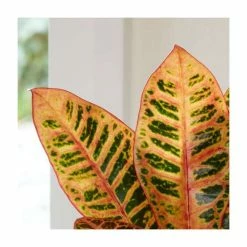 House Plants Store -House Plants Store PL92328P rollover image 0975