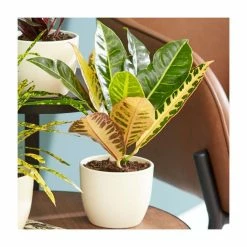Croton Colour Collection By Plant Theory | 25-35cm Pictum, Excellent & Petra Crotons | 3x 9cm Pots -House Plants Store PL92329P add image 2 5a72