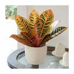 Croton Colour Collection By Plant Theory | 25-35cm Pictum, Excellent & Petra Crotons | 3x 9cm Pots -House Plants Store PL92329P add image 3 91fd