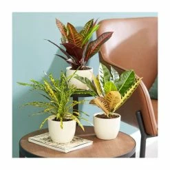 Croton Colour Collection By Plant Theory | 25-35cm Pictum, Excellent & Petra Crotons | 3x 9cm Pots