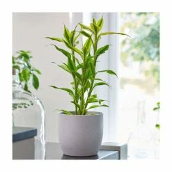 25-35cm Dracaena sanderiana 'Yellow Gold' | Lucky Bamboo | 9cm Pot