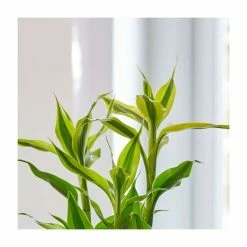 House Plants Store -House Plants Store PL92331P rollover image f8e5