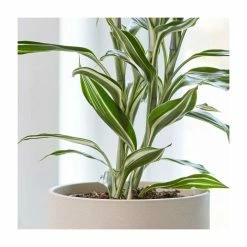 Dracaena Collection By Plant Theory | 25-35cm Victory, Yellow Gold & White Stripe Dracaenas | 3x 9cm Pots -House Plants Store PL92333P add image 1 ab08