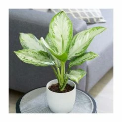 Dieffenbachia Collection By Plant Theory | 25-35cm Camilla & Compacta Diffenbachias | 3x 9cm Pots -House Plants Store PL92336P add image 1 b15c