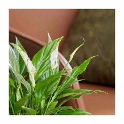 Peace Lily Collection By Plant Theory | 30-35cm Spathiphyllums | 3x 9cm Pots -House Plants Store PL92338P add image 1 99fa