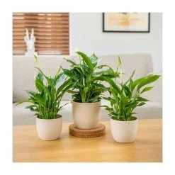 Peace Lily Collection By Plant Theory | 30-35cm Spathiphyllums | 3x 9cm Pots -House Plants Store PL92338P add image 2 91c0